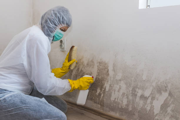 Best Black Mold Removal  in Essex, MD