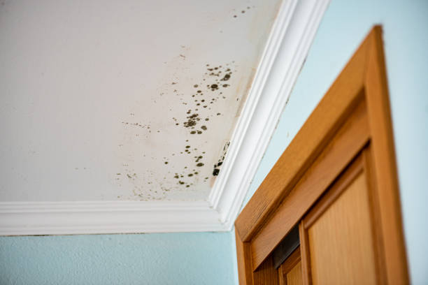 Best Mold Damage Repair  in Essex, MD