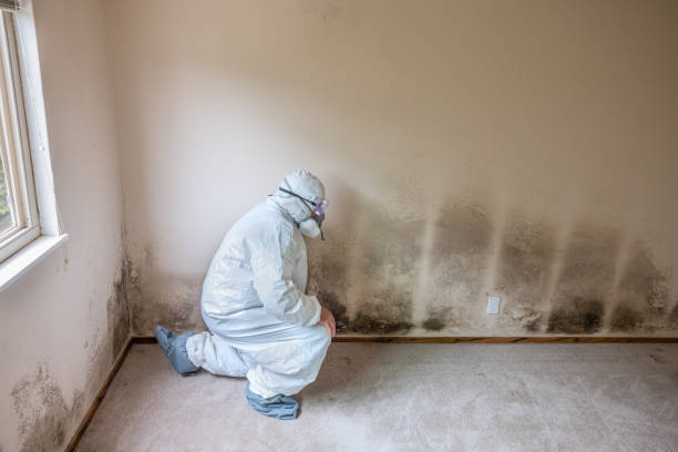 Attic Mold Removal in Essex, MD