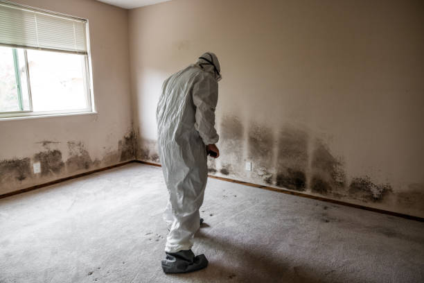 Best Attic Mold Removal  in Essex, MD