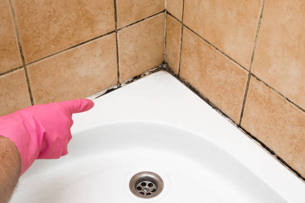 Mold Testing and Removal in Essex, MD
